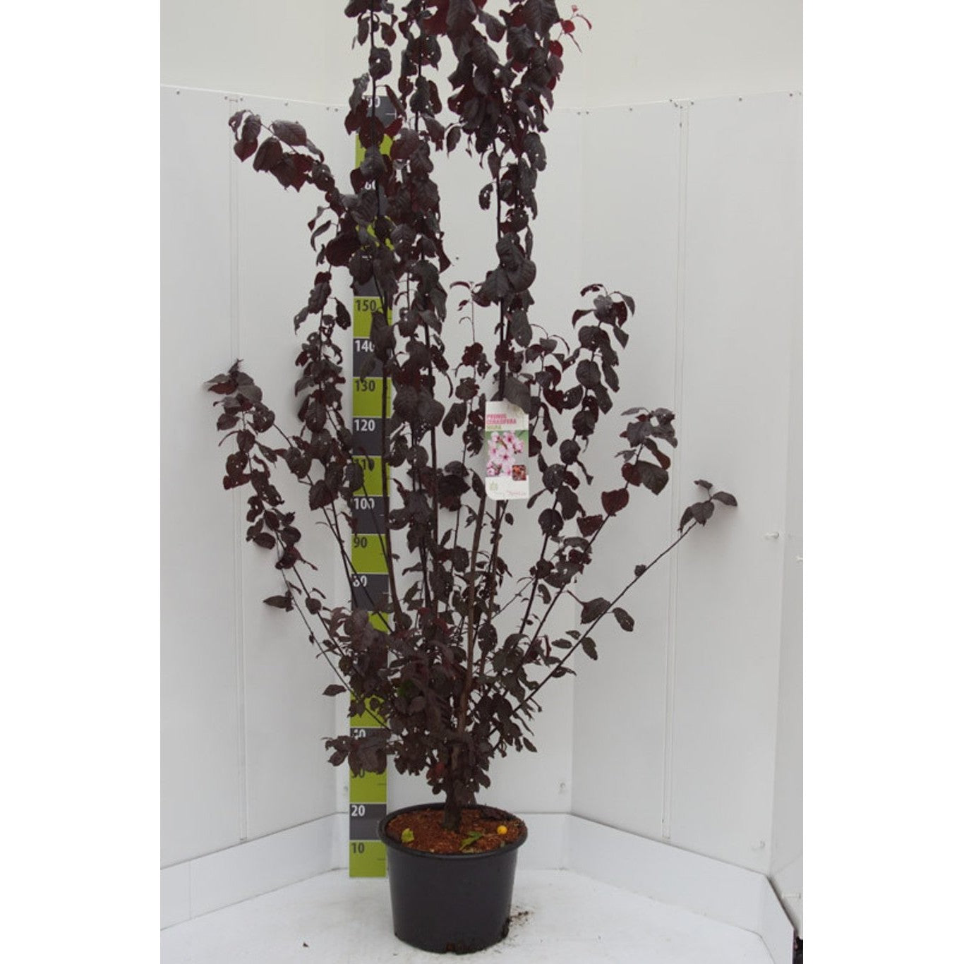 Körsbärsplommon – Prunus cerasifera 'Nigra' - C20 150-200 CM